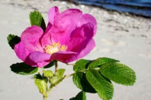 Klinik For Holistisk Behandling Og Helserådgivning