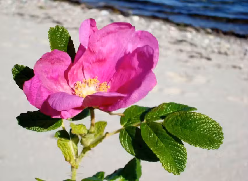 Klinik For Holistisk Behandling Og Helser&aring;dgivning